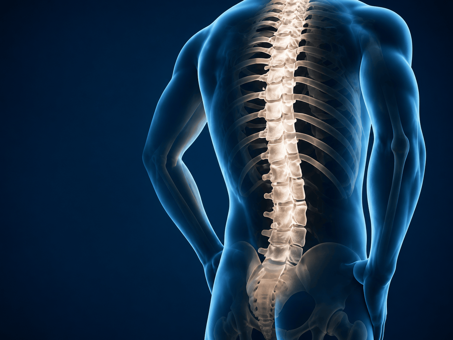 Ilustración anatómica de la columna vertebral